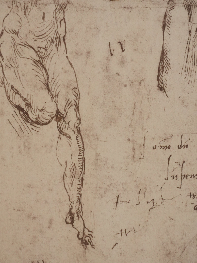 Michel-Ange BUONARROTI : Etude d&