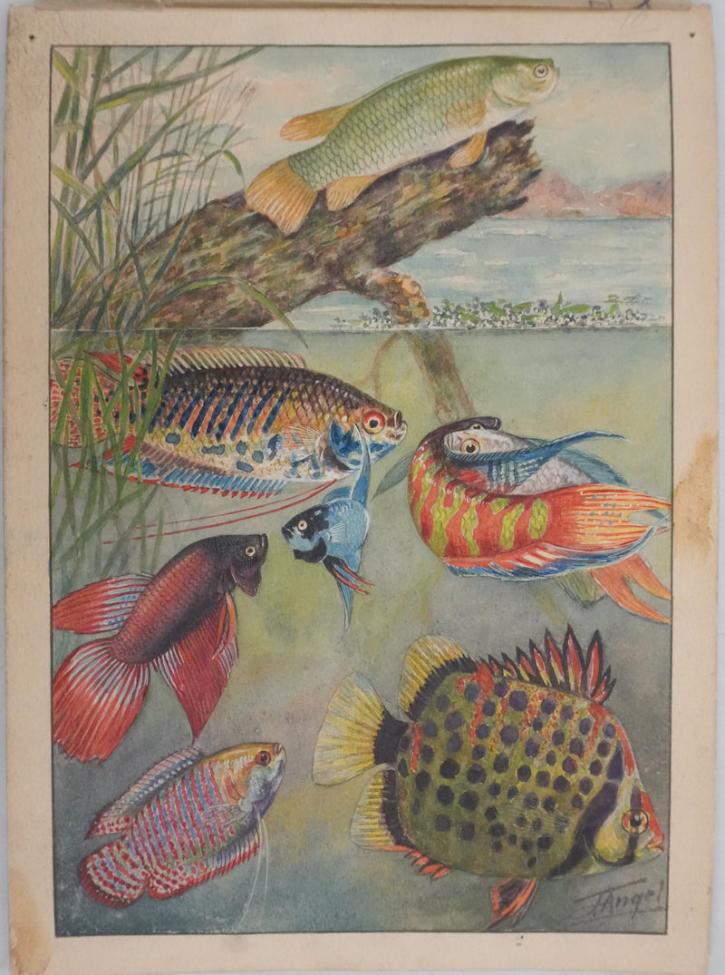 Fernand ANGEL : Gourami nain, Pavillon tacheté et Poisson-paradis, Aquarelle originale signée