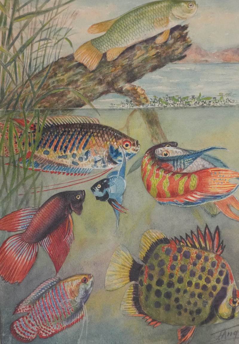 Fernand ANGEL : Gourami nain, Pavillon tacheté et Poisson-paradis, Aquarelle originale signée