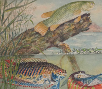 Fernand ANGEL : Gourami nain, Pavillon tacheté et Poisson-paradis, Aquarelle originale signée