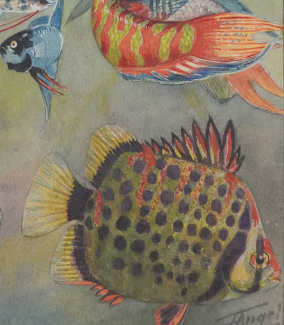 Fernand ANGEL : Gourami nain, Pavillon tacheté et Poisson-paradis, Aquarelle originale signée