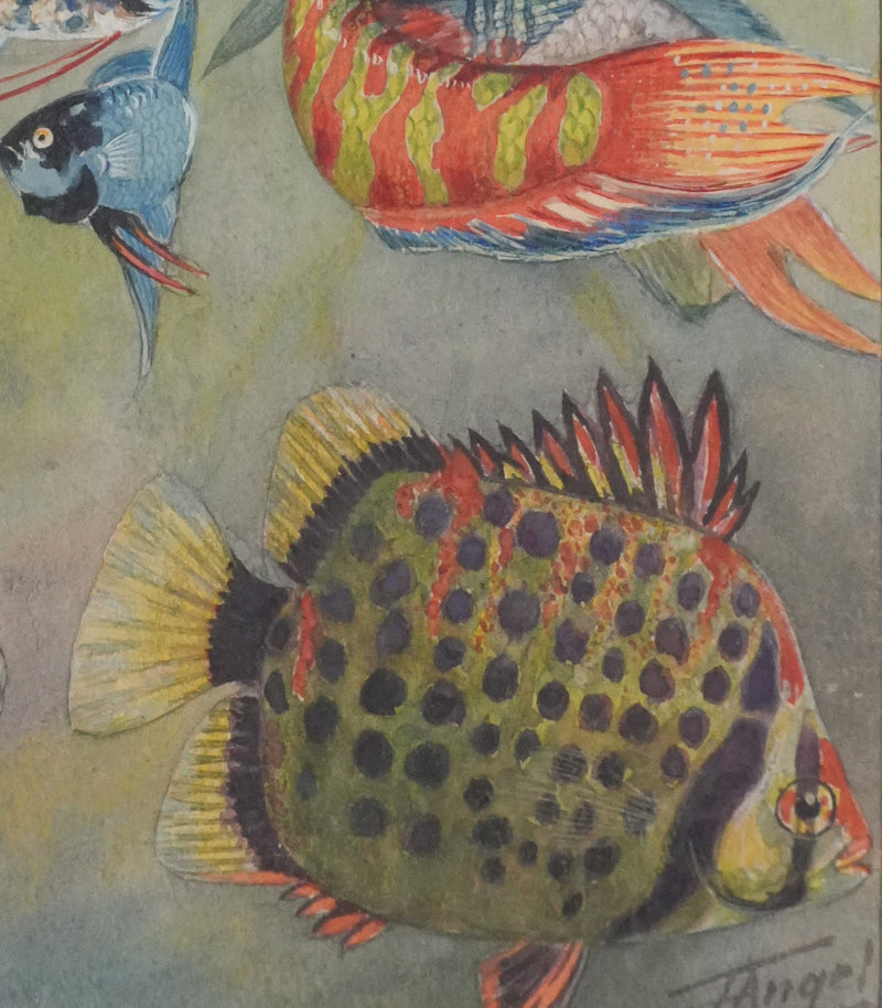 Fernand ANGEL : Gourami nain, Pavillon tacheté et Poisson-paradis, Aquarelle originale signée