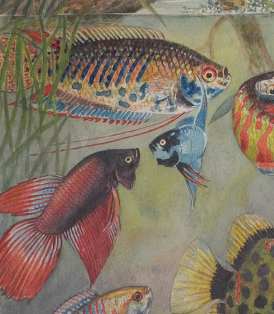 Fernand ANGEL : Gourami nain, Pavillon tacheté et Poisson-paradis, Aquarelle originale signée