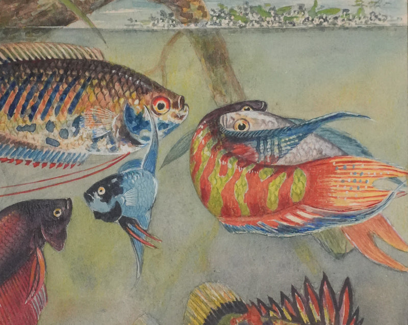Fernand ANGEL : Gourami nain, Pavillon tacheté et Poisson-paradis, Aquarelle originale signée