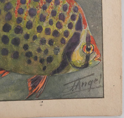 Fernand ANGEL : Gourami nain, Pavillon tacheté et Poisson-paradis, Aquarelle originale signée