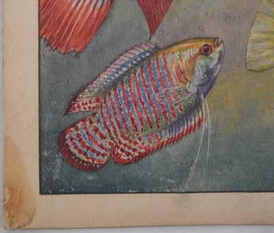 Fernand ANGEL : Gourami nain, Pavillon tacheté et Poisson-paradis, Aquarelle originale signée