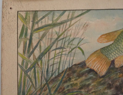 Fernand ANGEL : Gourami nain, Pavillon tacheté et Poisson-paradis, Aquarelle originale signée