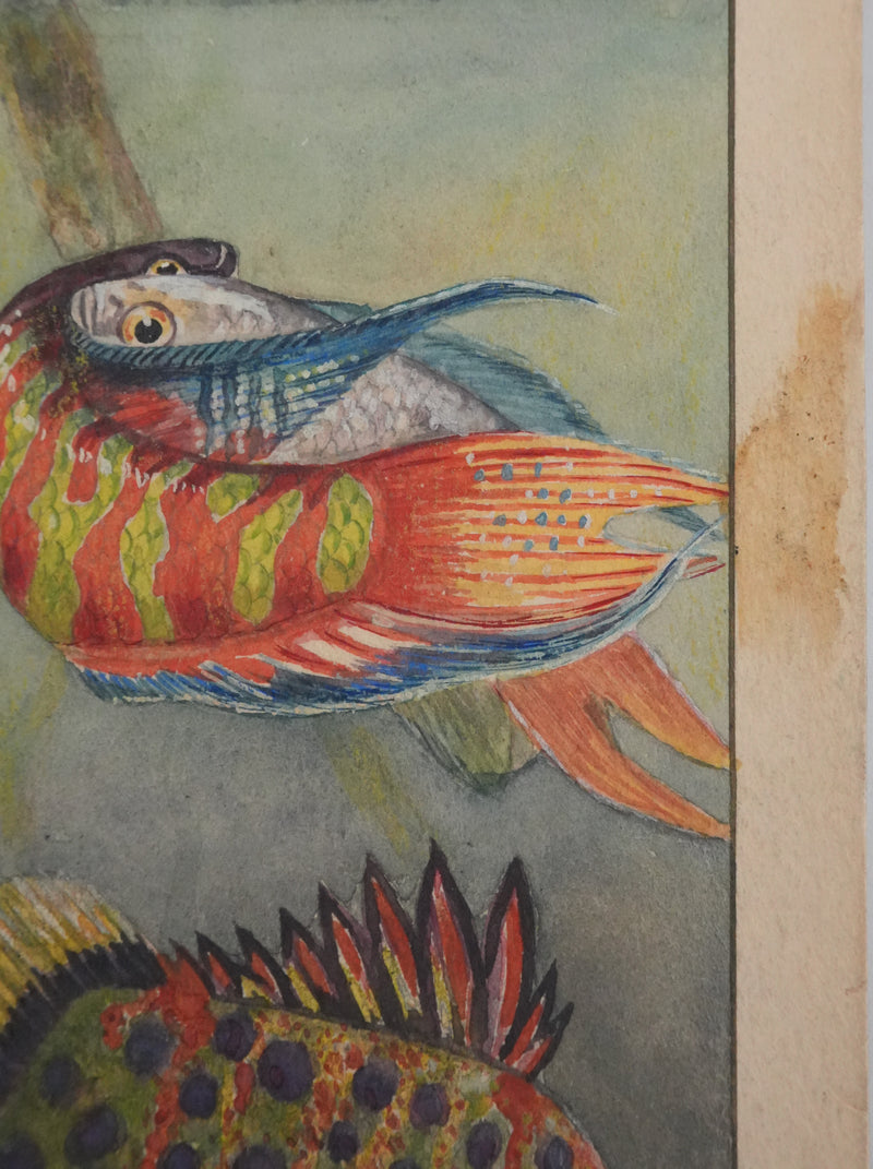 Fernand ANGEL : Gourami nain, Pavillon tacheté et Poisson-paradis, Aquarelle originale signée