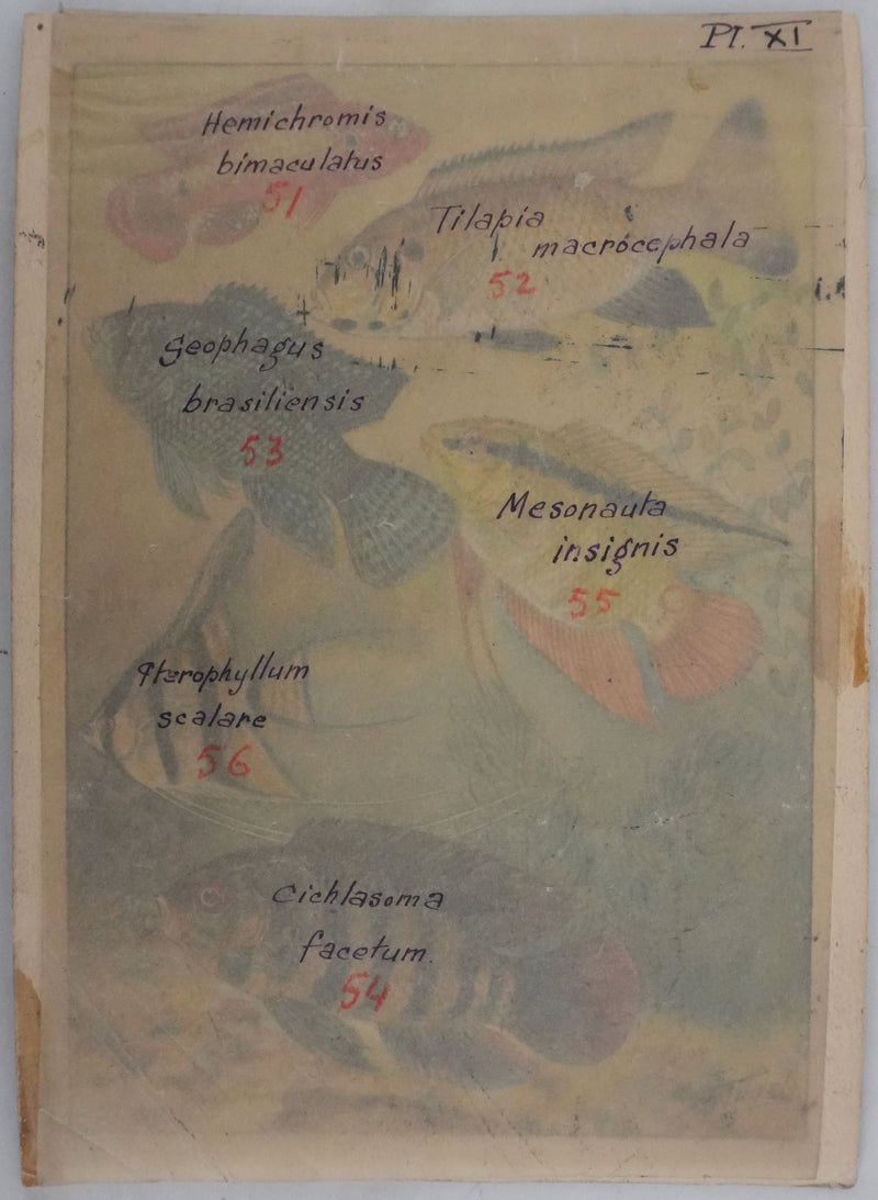 Fernand ANGEL : Cichlidés, Aquarelle originale signée