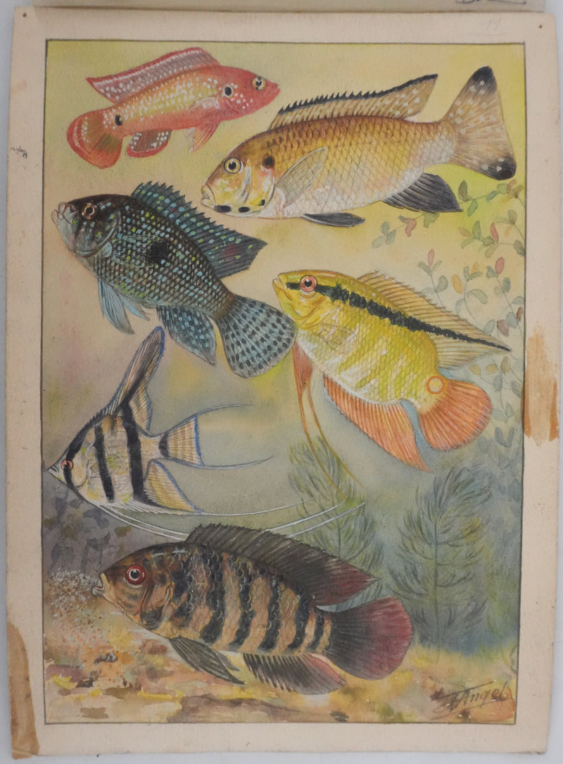 Fernand ANGEL : Cichlidés, Aquarelle originale signée