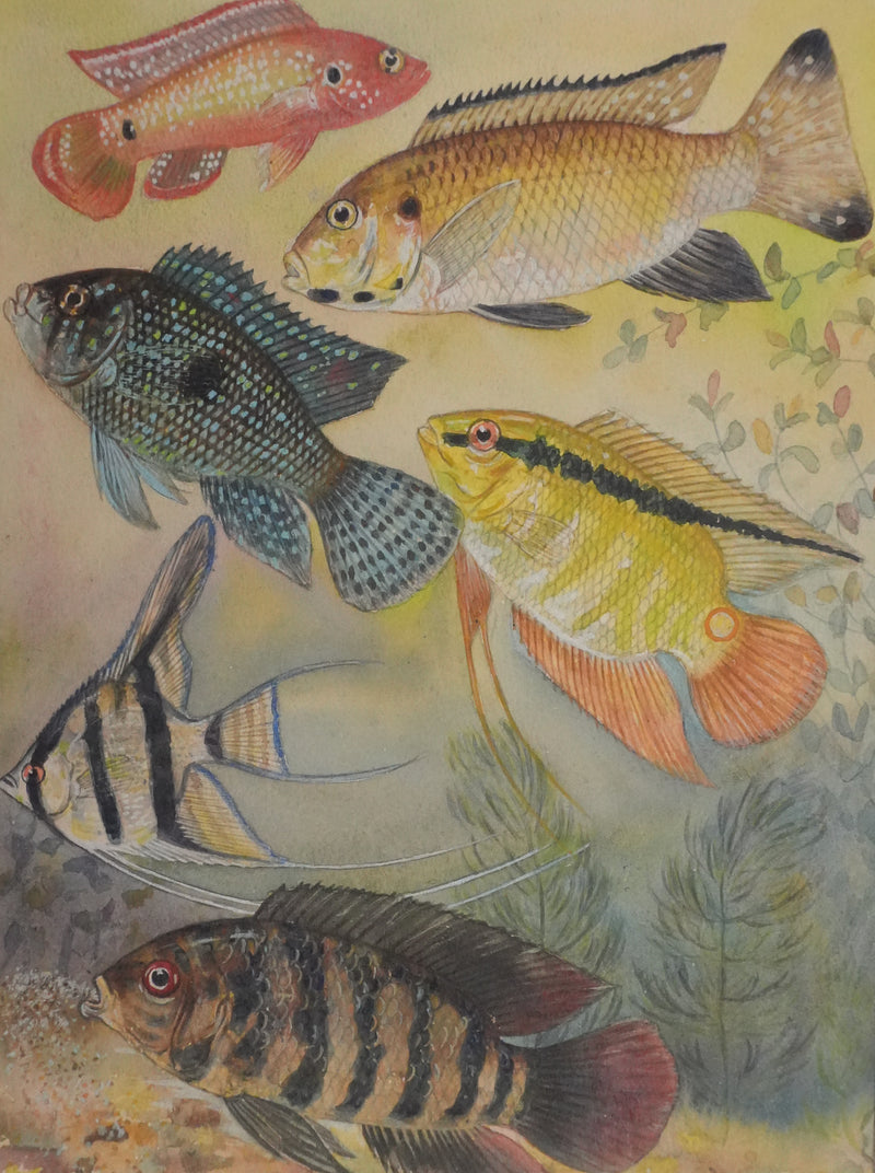 Fernand ANGEL : Cichlidés, Aquarelle originale signée