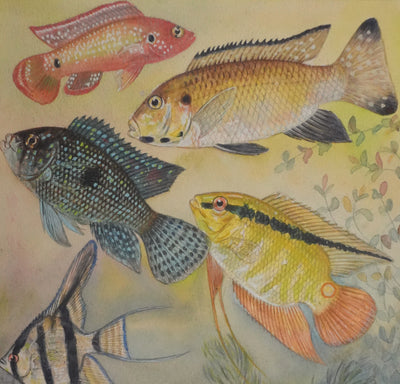 Fernand ANGEL : Cichlidés, Aquarelle originale signée