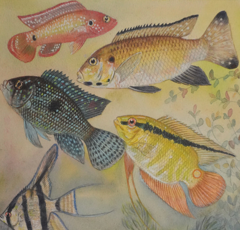 Fernand ANGEL : Cichlidés, Aquarelle originale signée