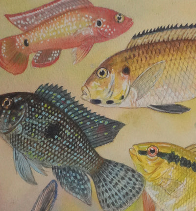 Fernand ANGEL : Cichlidés, Aquarelle originale signée