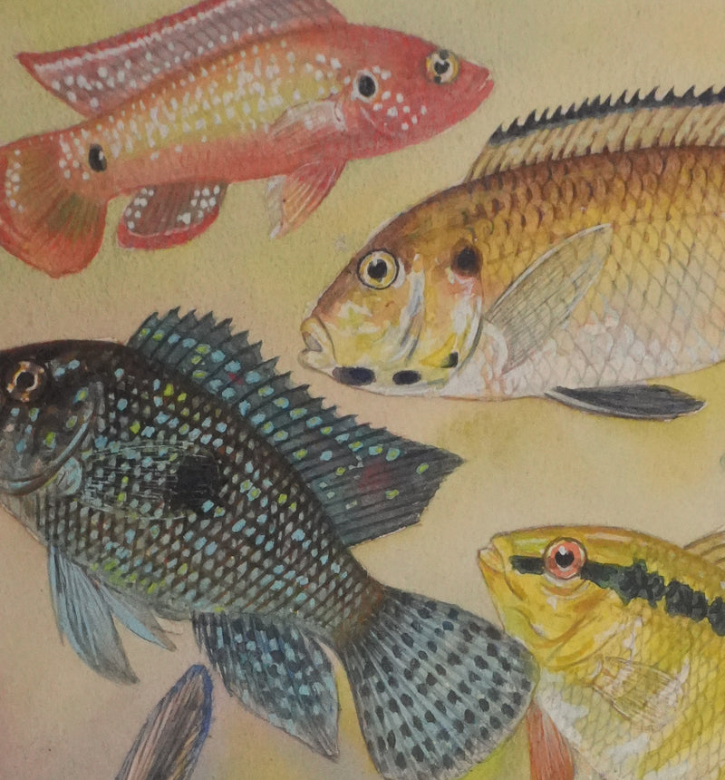 Fernand ANGEL : Cichlidés, Aquarelle originale signée