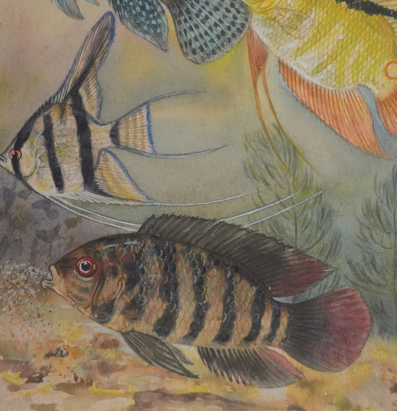 Fernand ANGEL : Cichlidés, Aquarelle originale signée