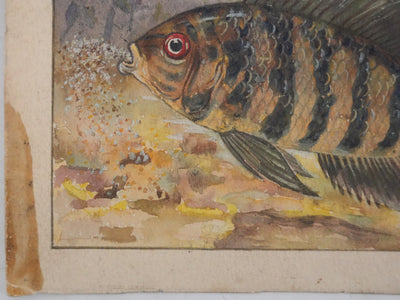 Fernand ANGEL : Cichlidés, Aquarelle originale signée