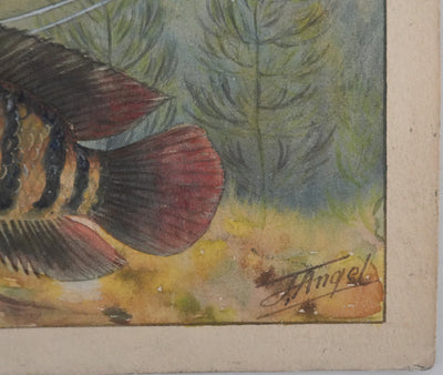 Fernand ANGEL : Cichlidés, Aquarelle originale signée