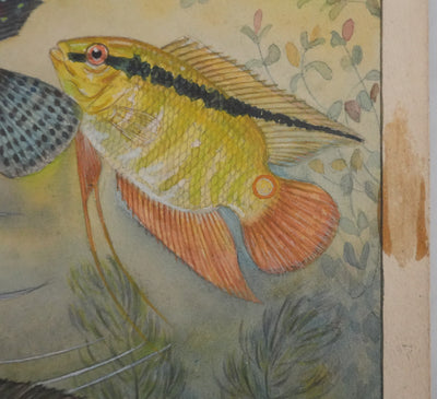 Fernand ANGEL : Cichlidés, Aquarelle originale signée