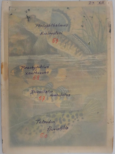 Fernand ANGEL : Gobie abeille, Poisson ballon et Gros dormeur, Aquarelle originale signée