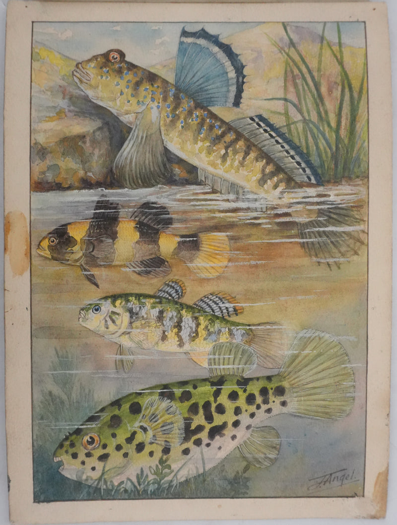 Fernand ANGEL : Gobie abeille, Poisson ballon et Gros dormeur, Aquarelle originale signée