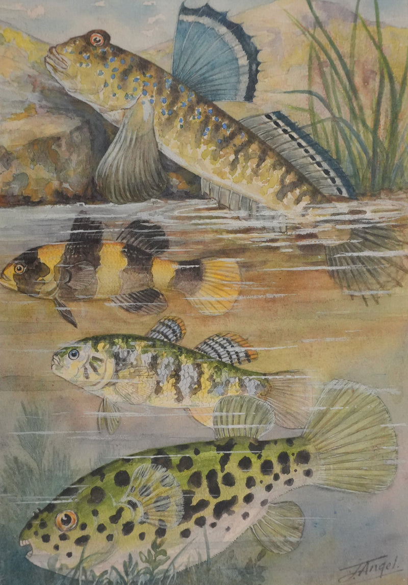 Fernand ANGEL : Gobie abeille, Poisson ballon et Gros dormeur, Aquarelle originale signée