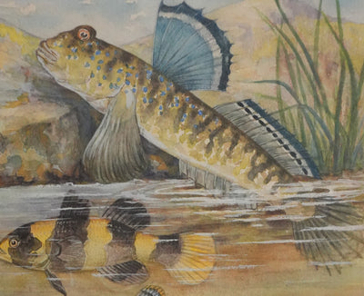 Fernand ANGEL : Gobie abeille, Poisson ballon et Gros dormeur, Aquarelle originale signée