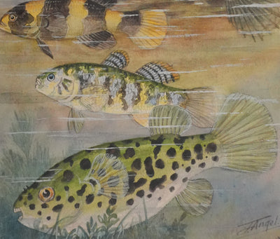 Fernand ANGEL : Gobie abeille, Poisson ballon et Gros dormeur, Aquarelle originale signée