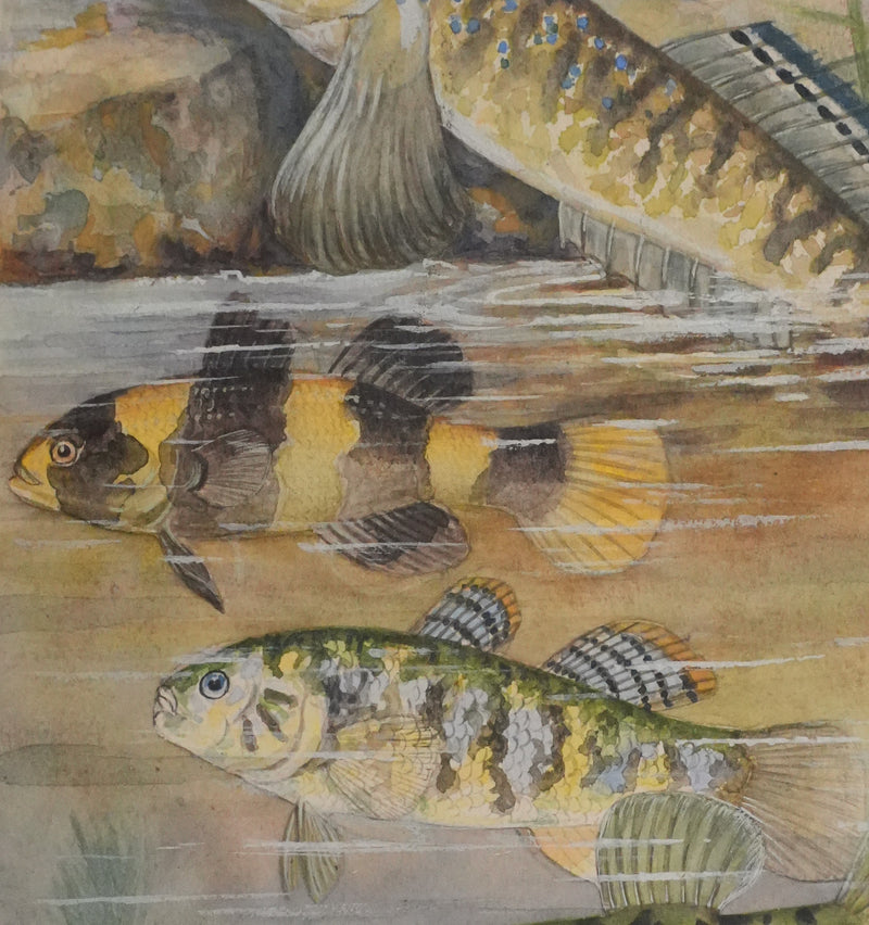 Fernand ANGEL : Gobie abeille, Poisson ballon et Gros dormeur, Aquarelle originale signée