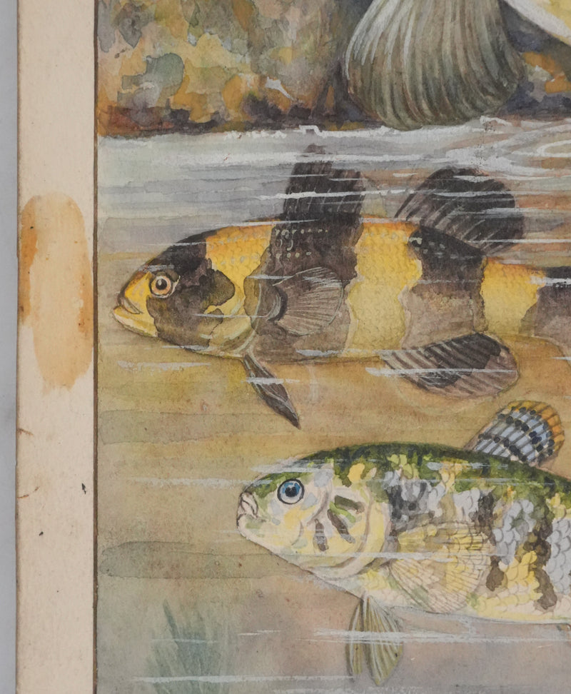 Fernand ANGEL : Gobie abeille, Poisson ballon et Gros dormeur, Aquarelle originale signée