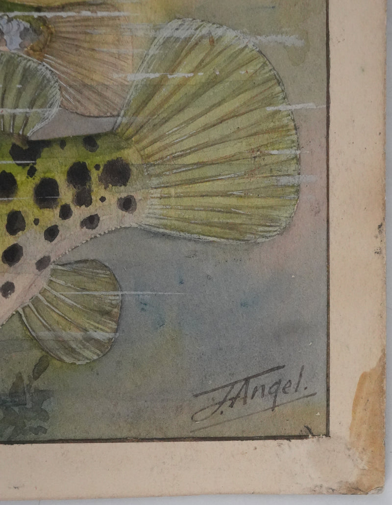 Fernand ANGEL : Gobie abeille, Poisson ballon et Gros dormeur, Aquarelle originale signée