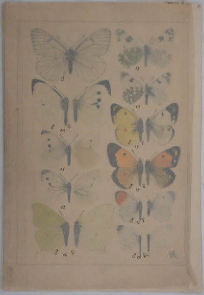 Roger METAYE : Papillons blanc et tachetés, Aquarelle originale signée