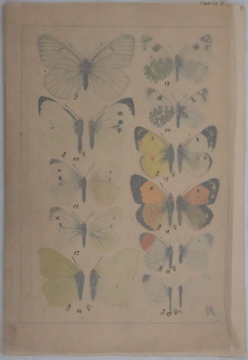 Roger METAYE : Papillons blanc et tachetés, Aquarelle originale signée