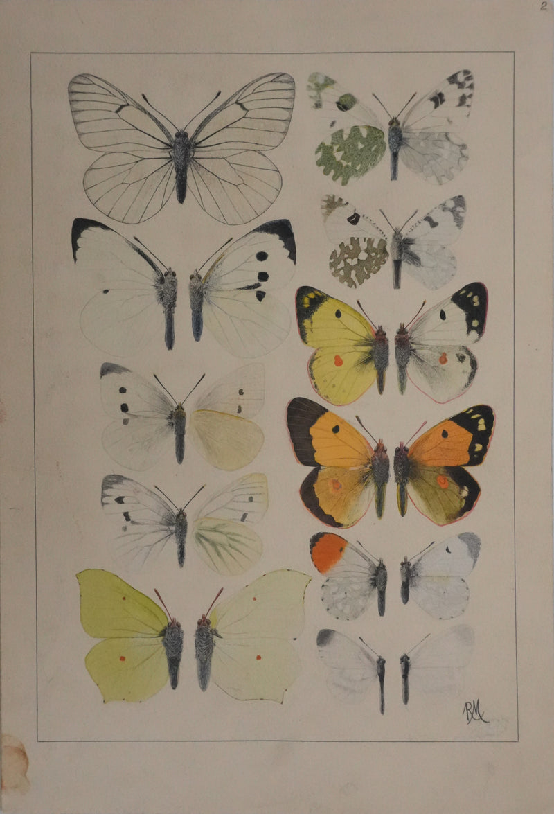 Roger METAYE : Papillons blanc et tachetés, Aquarelle originale signée