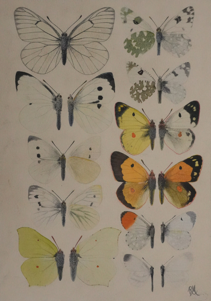 Roger METAYE : Papillons blanc et tachetés, Aquarelle originale signée