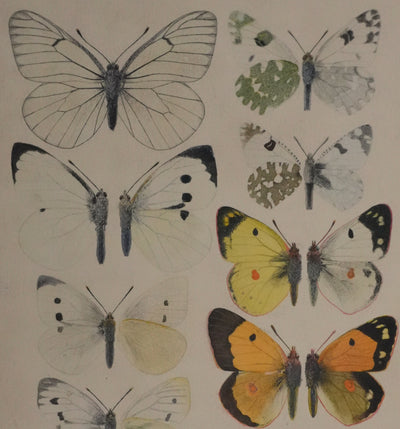 Roger METAYE : Papillons blanc et tachetés, Aquarelle originale signée