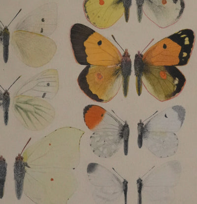 Roger METAYE : Papillons blanc et tachetés, Aquarelle originale signée