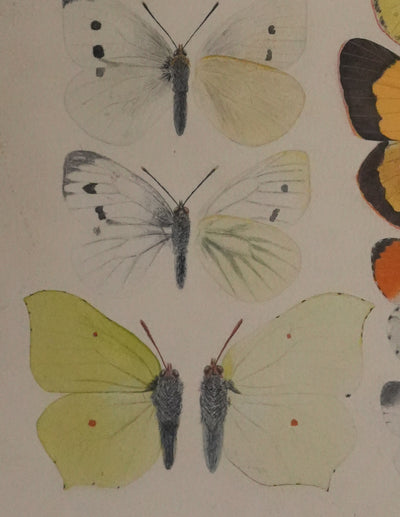 Roger METAYE : Papillons blanc et tachetés, Aquarelle originale signée