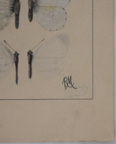Roger METAYE : Papillons blanc et tachetés, Aquarelle originale signée