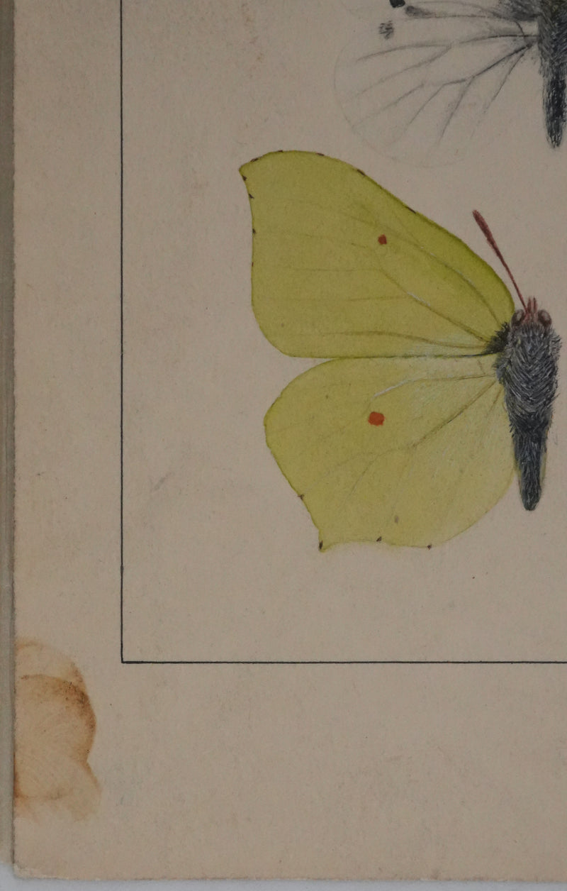 Roger METAYE : Papillons blanc et tachetés, Aquarelle originale signée