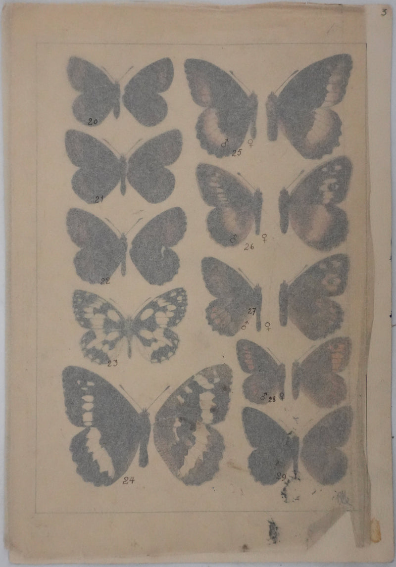 Roger METAYE : Petits papillons marrons, Aquarelle originale signée