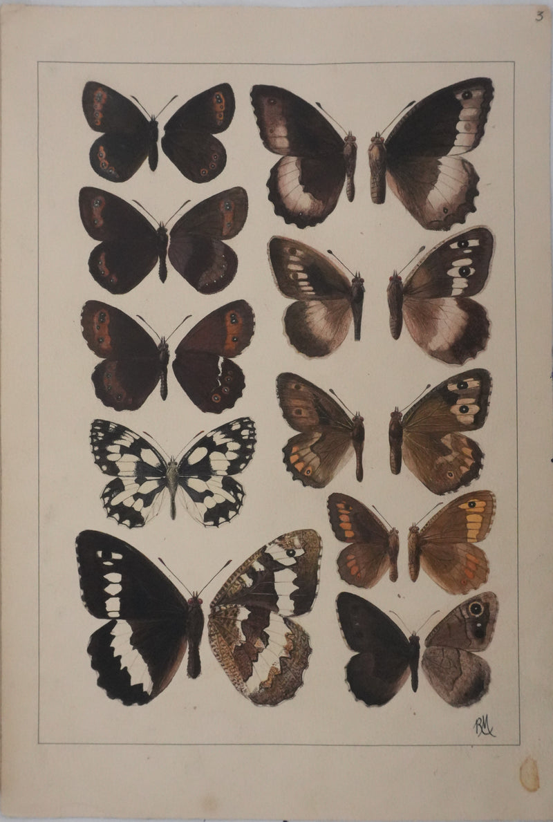 Roger METAYE : Petits papillons marrons, Aquarelle originale signée