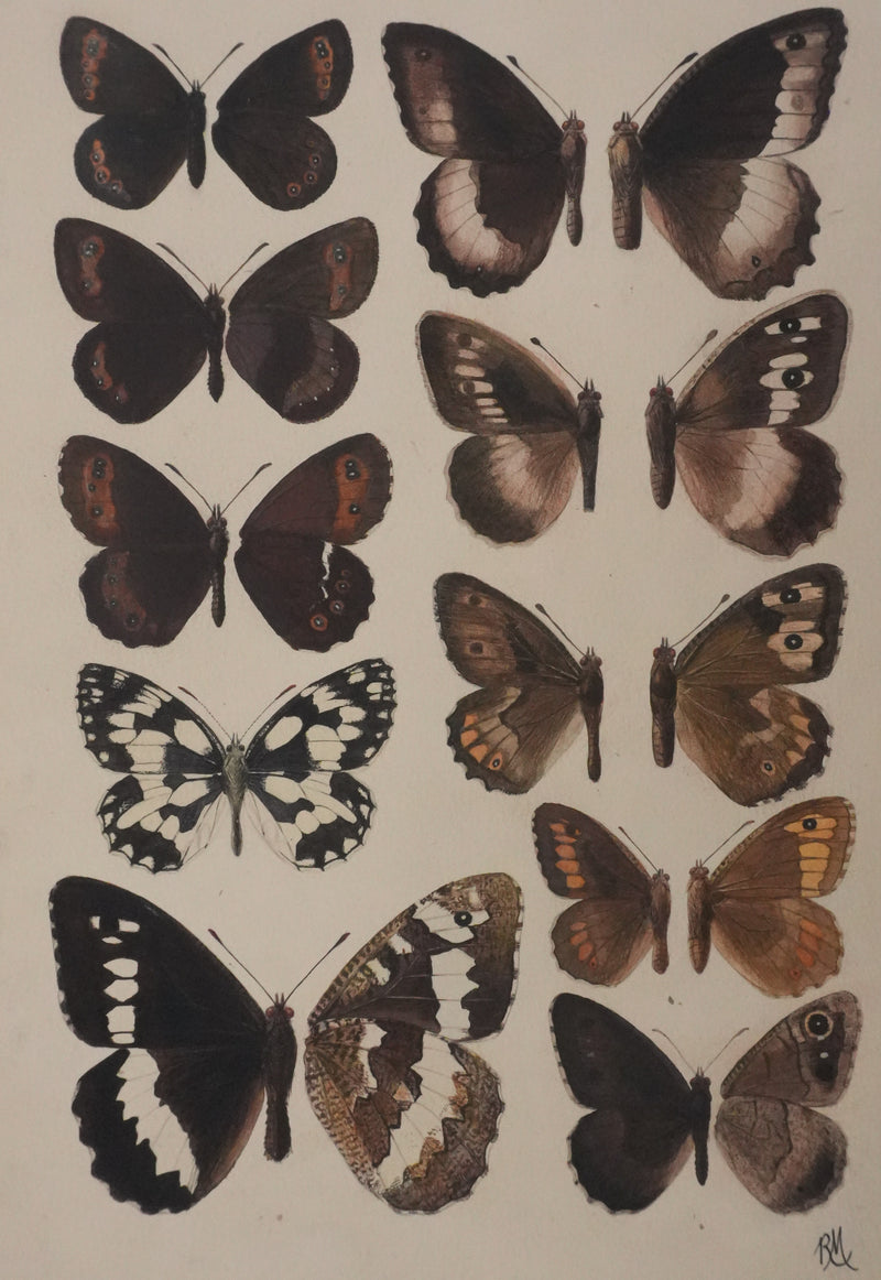 Roger METAYE : Petits papillons marrons, Aquarelle originale signée