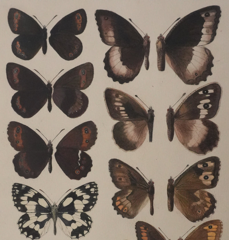 Roger METAYE : Petits papillons marrons, Aquarelle originale signée