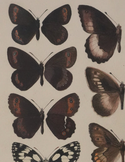 Roger METAYE : Petits papillons marrons, Aquarelle originale signée