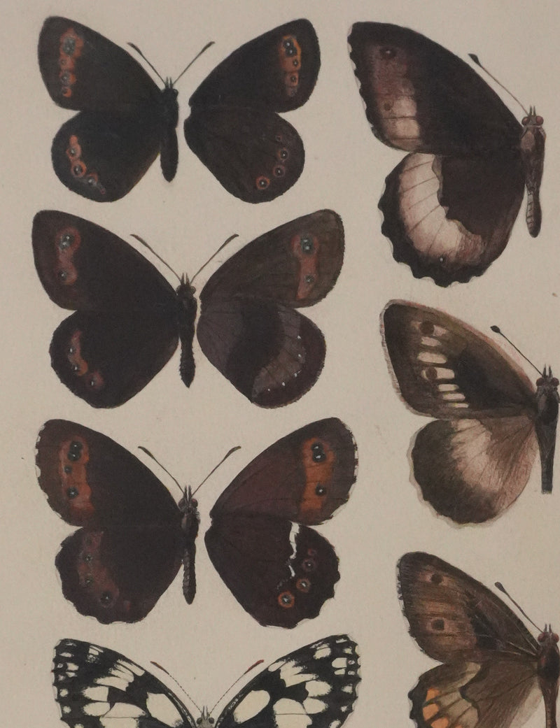 Roger METAYE : Petits papillons marrons, Aquarelle originale signée