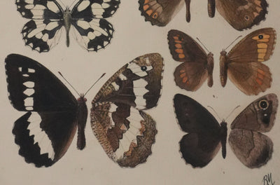 Roger METAYE : Petits papillons marrons, Aquarelle originale signée