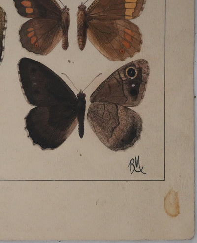 Roger METAYE : Petits papillons marrons, Aquarelle originale signée