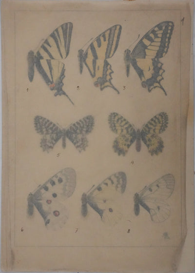 Roger METAYE : Papillons jaunes, noirs et blancs, Aquarelle originale signée