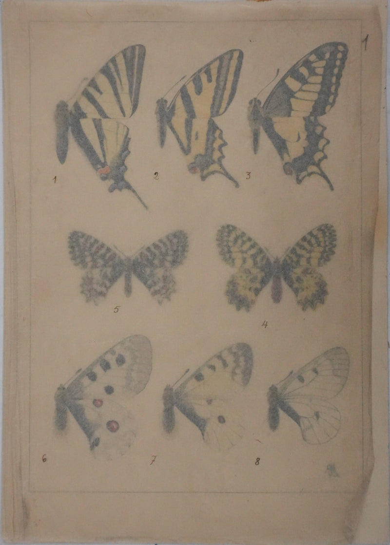 Roger METAYE : Papillons jaunes, noirs et blancs, Aquarelle originale signée